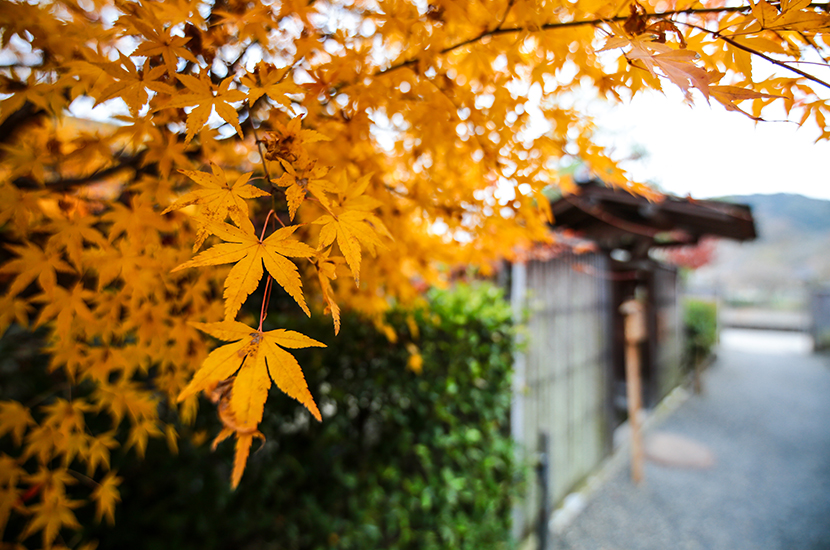 红叶1