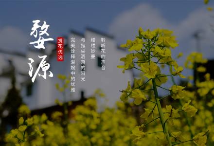 【踏春赏花】黄山+婺源油菜花+屯溪双古街 _ 纯玩 _ 高铁四日游（不住山顶）